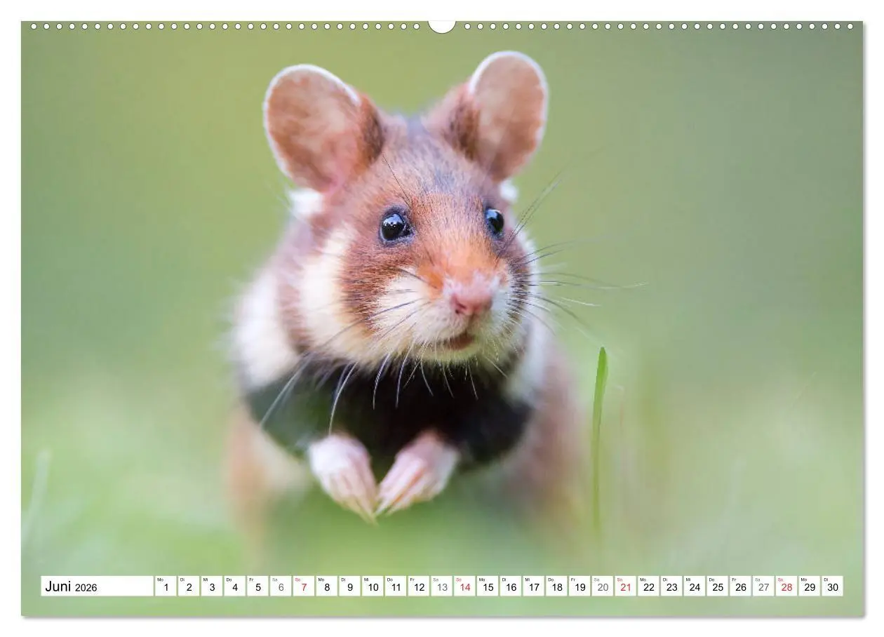 Bild: 9783457785225 | Herzige Feldhamster - farbenfrohe Nagetiere im städtischen...