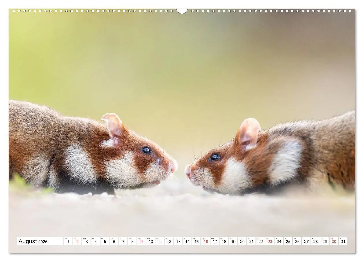 Bild: 9783457785225 | Herzige Feldhamster - farbenfrohe Nagetiere im städtischen...