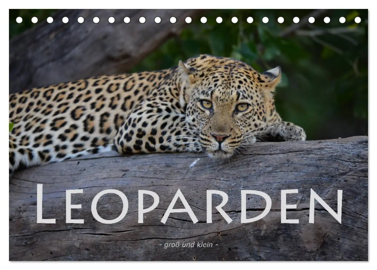 Cover: 9783457855225 | Leoparden - groß und klein (Tischkalender 2026 DIN A5 quer),...