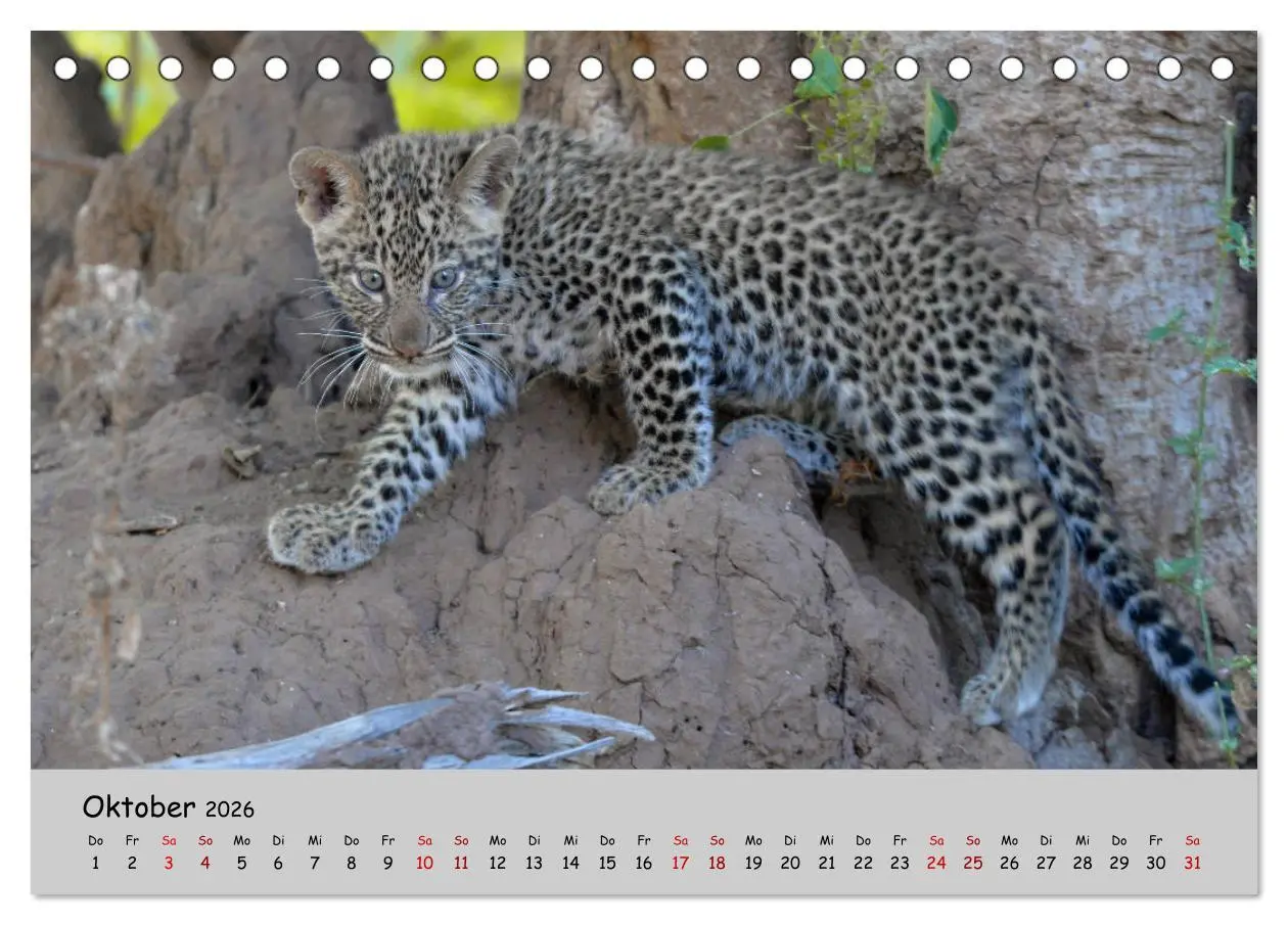 Bild: 9783457855225 | Leoparden - groß und klein (Tischkalender 2026 DIN A5 quer),...