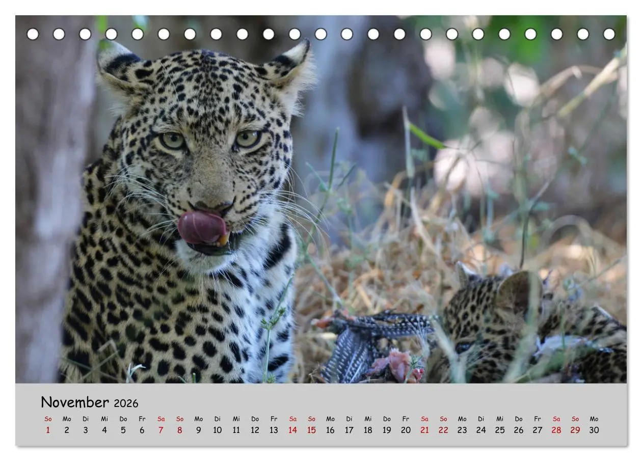 Bild: 9783457855225 | Leoparden - groß und klein (Tischkalender 2026 DIN A5 quer),...