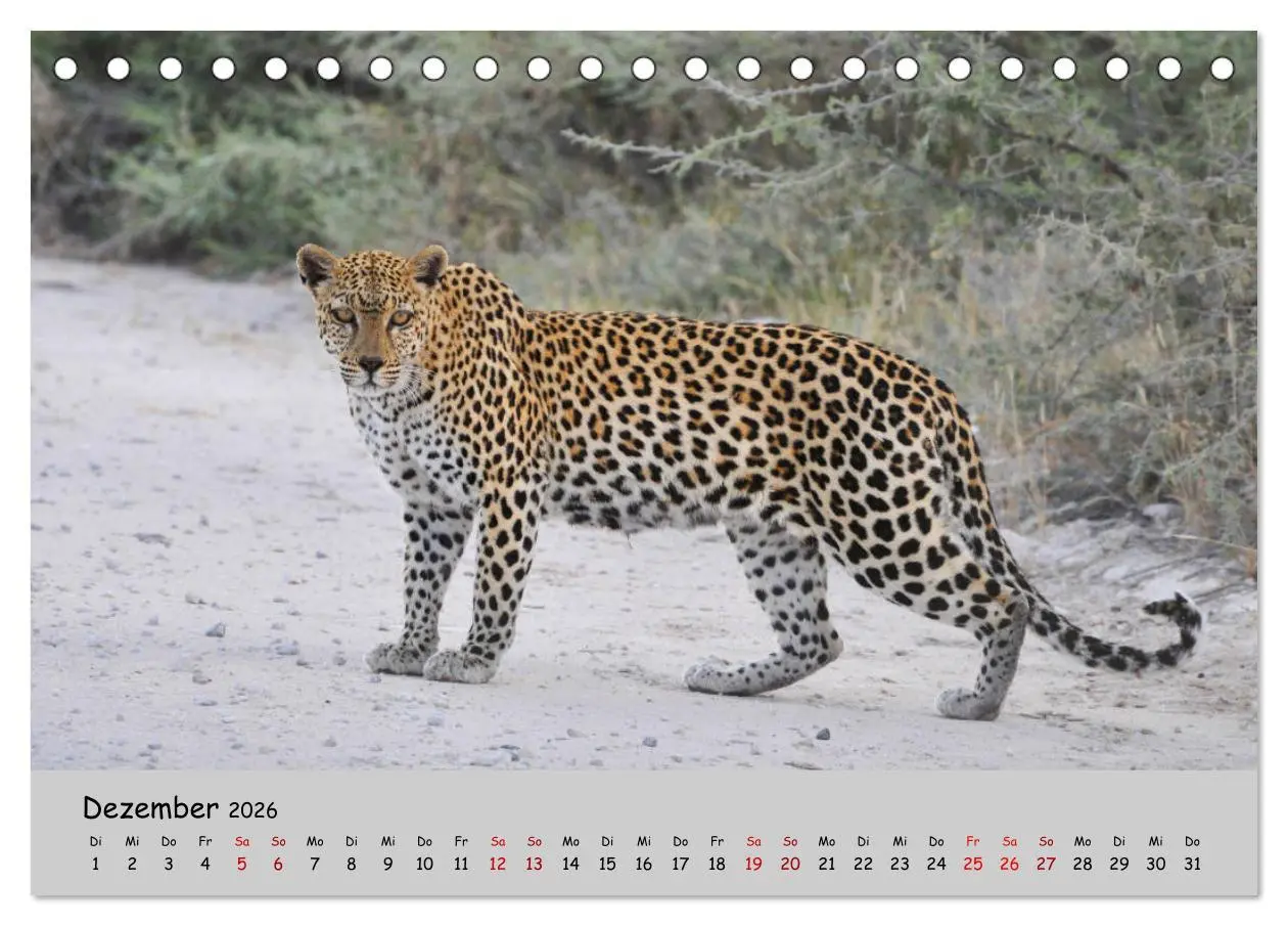 Bild: 9783457855225 | Leoparden - groß und klein (Tischkalender 2026 DIN A5 quer),...