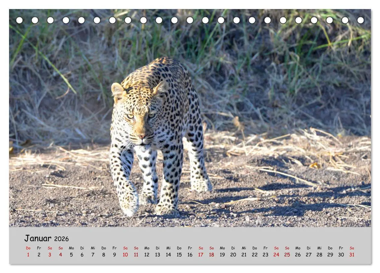Bild: 9783457855225 | Leoparden - groß und klein (Tischkalender 2026 DIN A5 quer),...