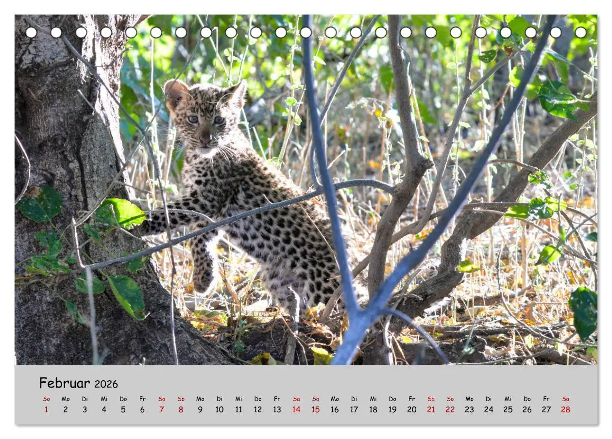 Bild: 9783457855225 | Leoparden - groß und klein (Tischkalender 2026 DIN A5 quer),...