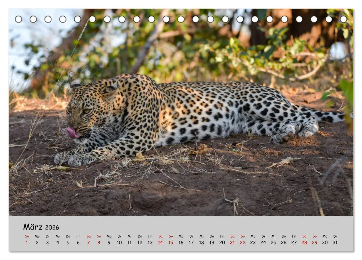 Bild: 9783457855225 | Leoparden - groß und klein (Tischkalender 2026 DIN A5 quer),...