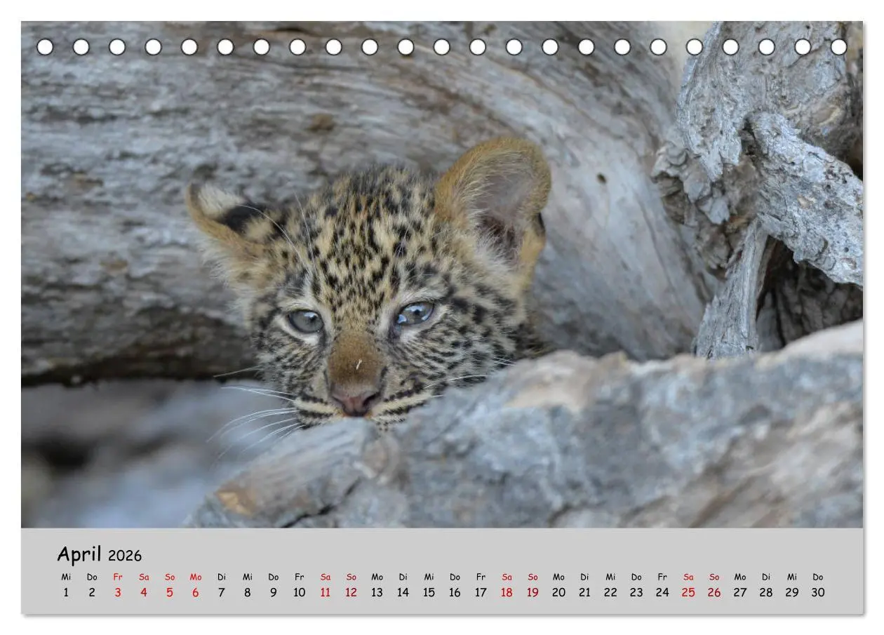 Bild: 9783457855225 | Leoparden - groß und klein (Tischkalender 2026 DIN A5 quer),...