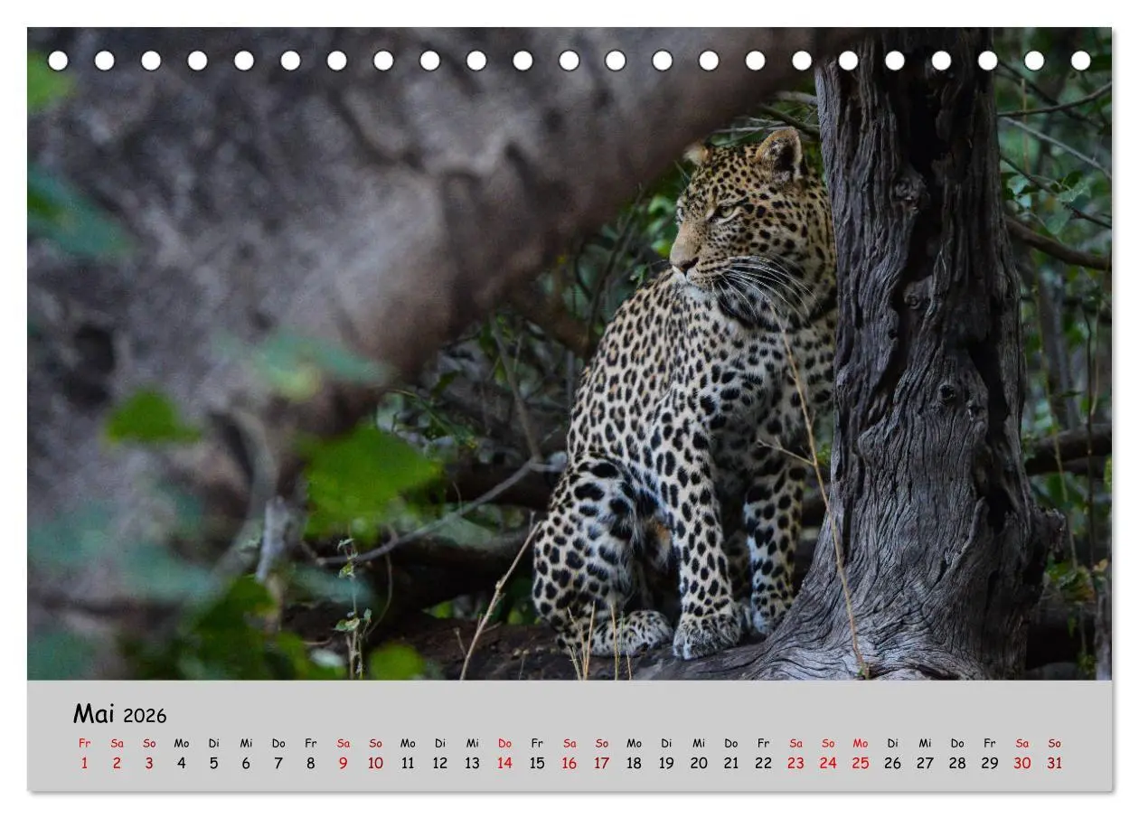Bild: 9783457855225 | Leoparden - groß und klein (Tischkalender 2026 DIN A5 quer),...
