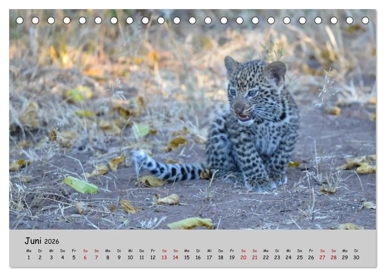 Bild: 9783457855225 | Leoparden - groß und klein (Tischkalender 2026 DIN A5 quer),...
