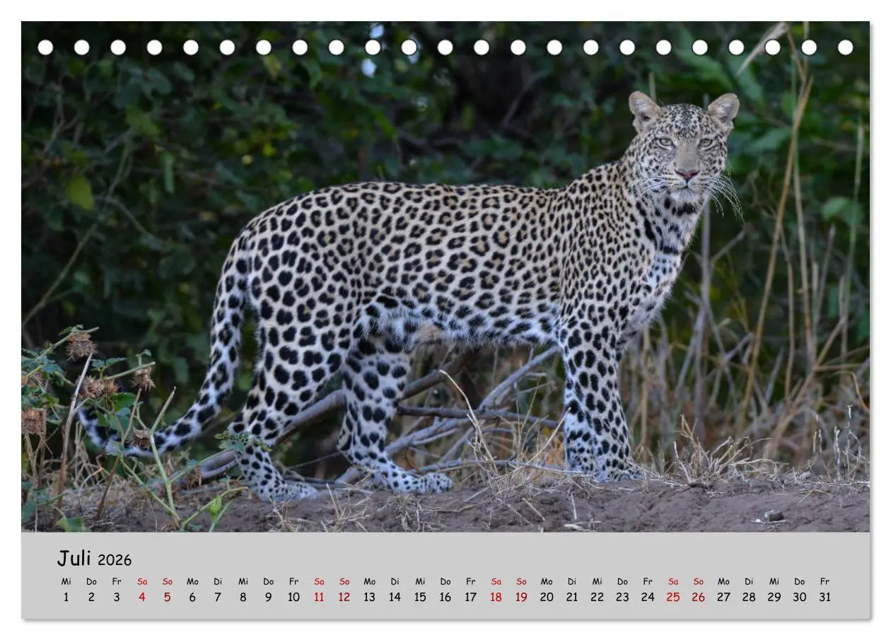 Bild: 9783457855225 | Leoparden - groß und klein (Tischkalender 2026 DIN A5 quer),...