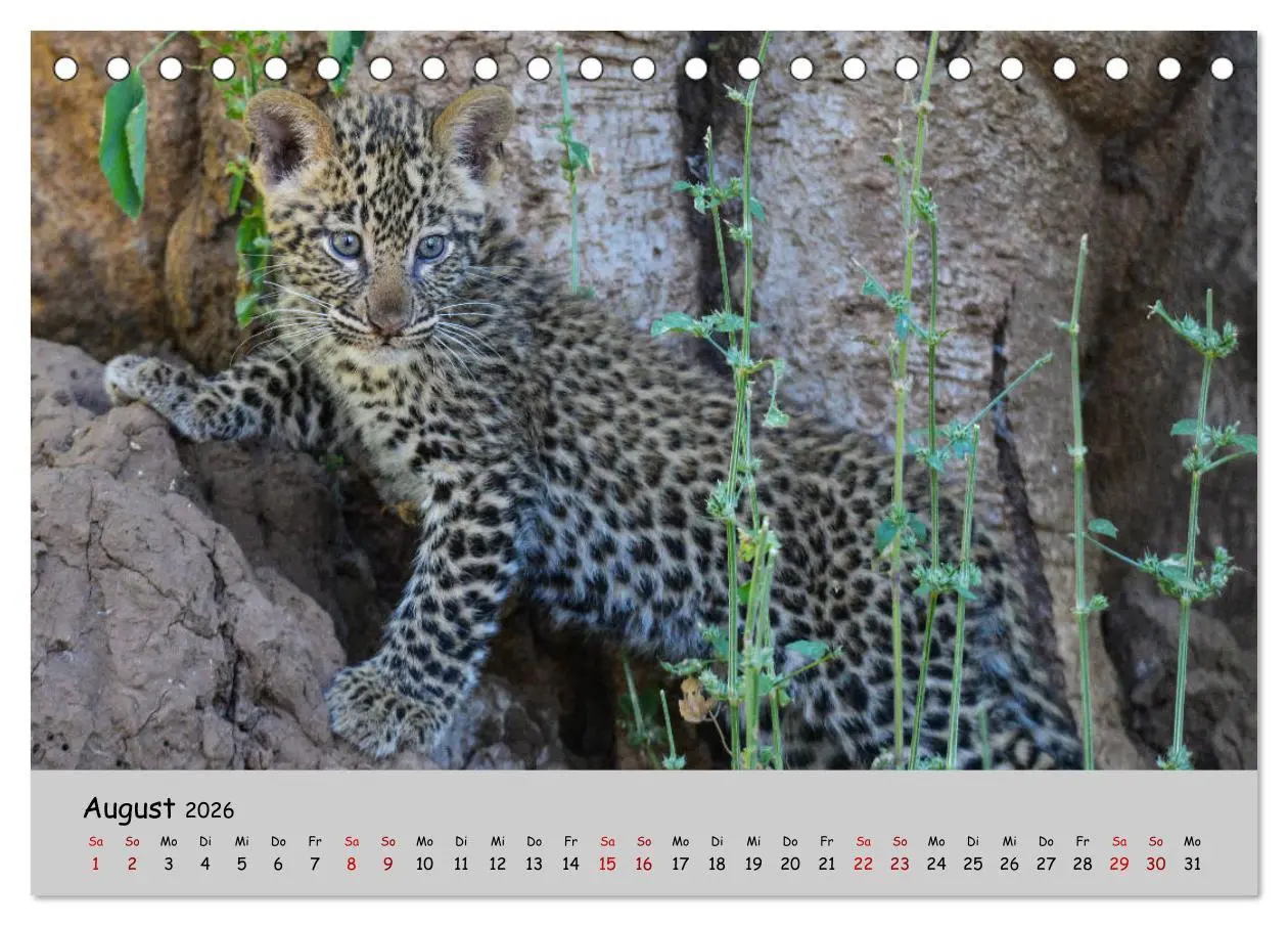 Bild: 9783457855225 | Leoparden - groß und klein (Tischkalender 2026 DIN A5 quer),...