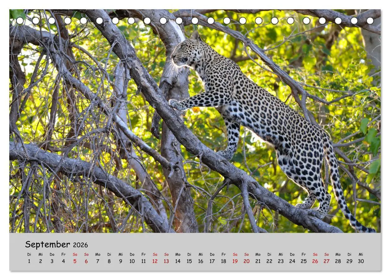Bild: 9783457855225 | Leoparden - groß und klein (Tischkalender 2026 DIN A5 quer),...