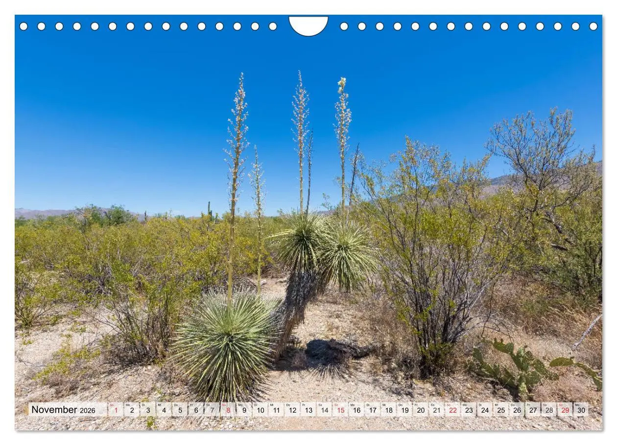Bild: 9783457775325 | SAGUARO NATIONAL PARK Heimat des Saguaro-Kaktus (Wandkalender 2026...