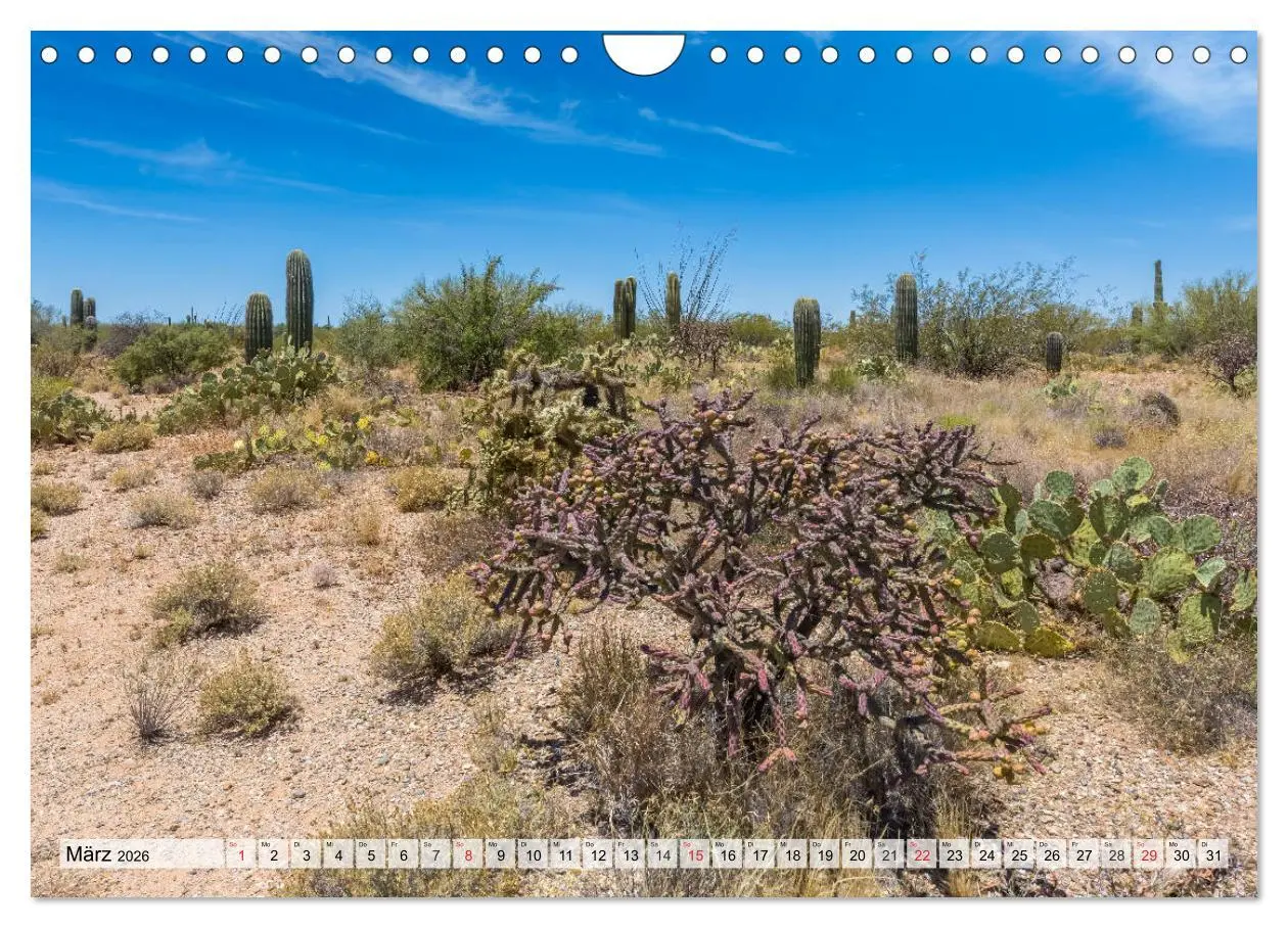 Bild: 9783457775325 | SAGUARO NATIONAL PARK Heimat des Saguaro-Kaktus (Wandkalender 2026...