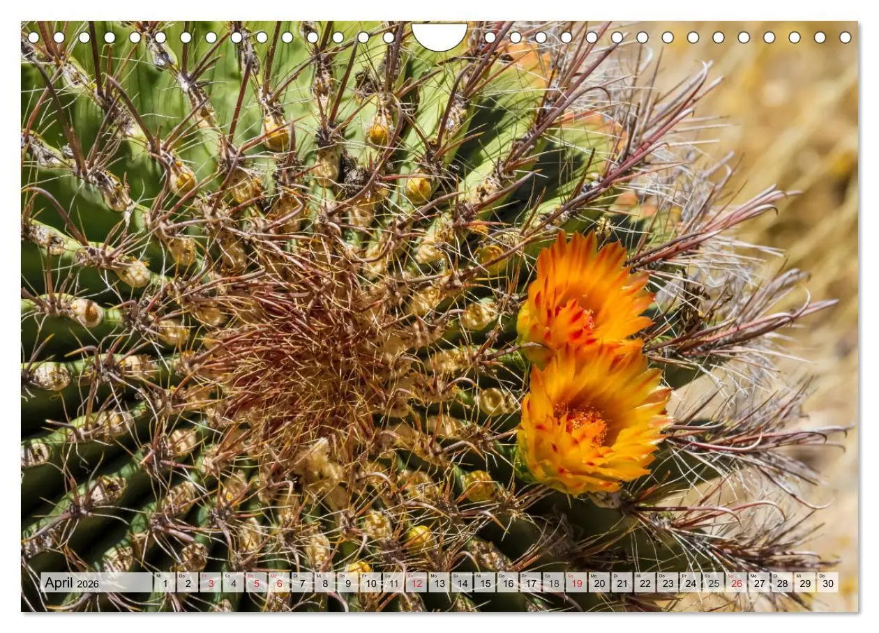 Bild: 9783457775325 | SAGUARO NATIONAL PARK Heimat des Saguaro-Kaktus (Wandkalender 2026...