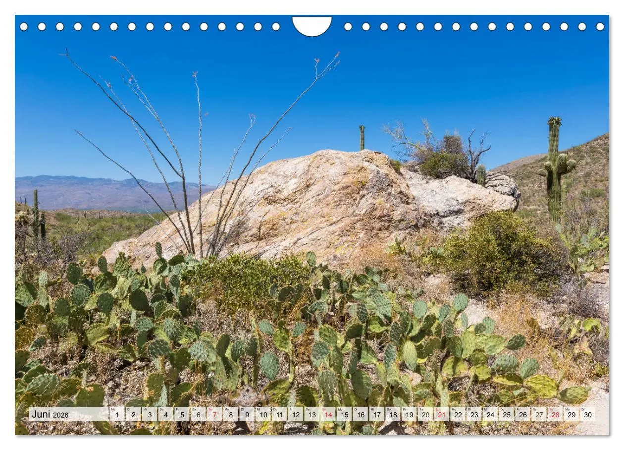 Bild: 9783457775325 | SAGUARO NATIONAL PARK Heimat des Saguaro-Kaktus (Wandkalender 2026...