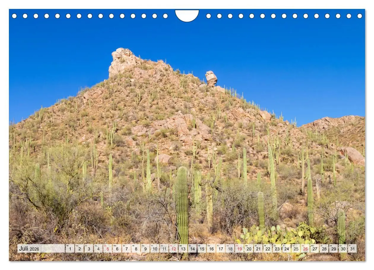 Bild: 9783457775325 | SAGUARO NATIONAL PARK Heimat des Saguaro-Kaktus (Wandkalender 2026...