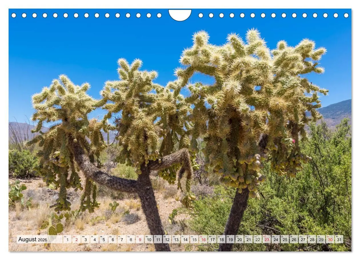 Bild: 9783457775325 | SAGUARO NATIONAL PARK Heimat des Saguaro-Kaktus (Wandkalender 2026...