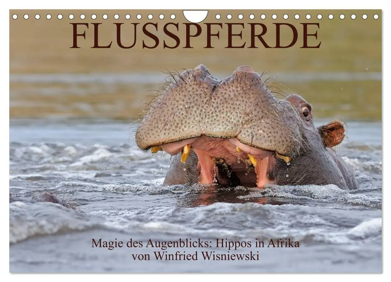 Cover: 9783516165425 | Flusspferde Magie des Augenblicks - Hippos in Afrika (Wandkalender...