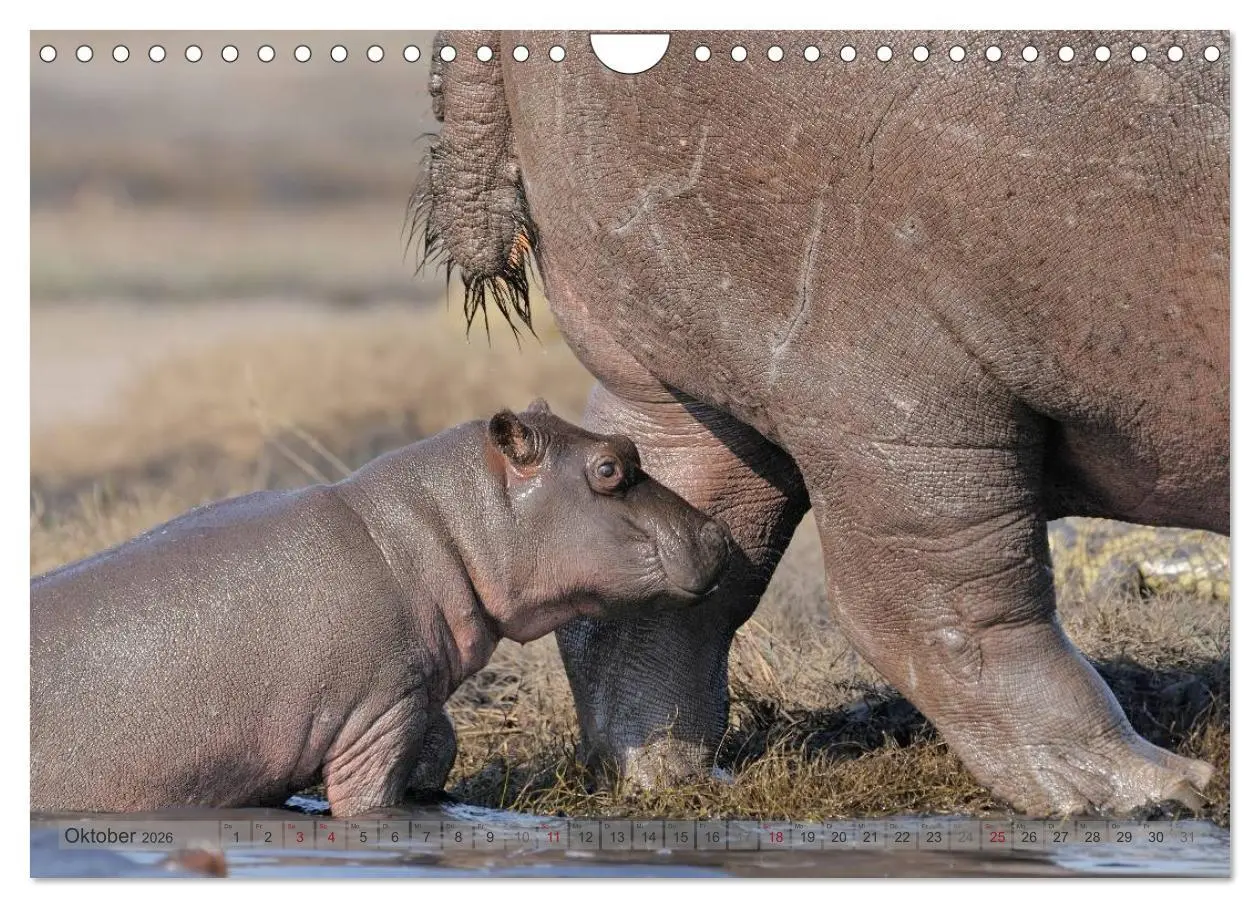 Bild: 9783516165425 | Flusspferde Magie des Augenblicks - Hippos in Afrika (Wandkalender...