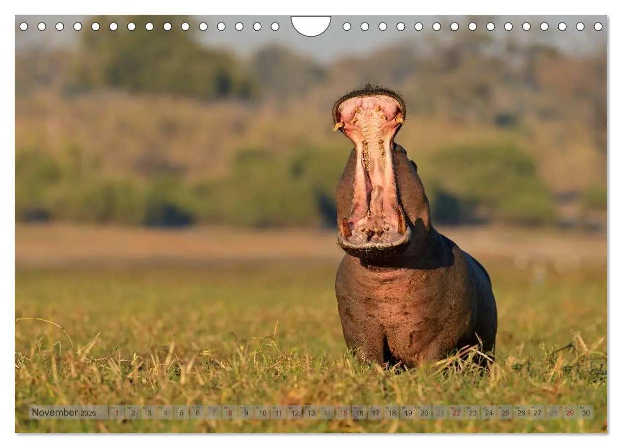 Bild: 9783516165425 | Flusspferde Magie des Augenblicks - Hippos in Afrika (Wandkalender...