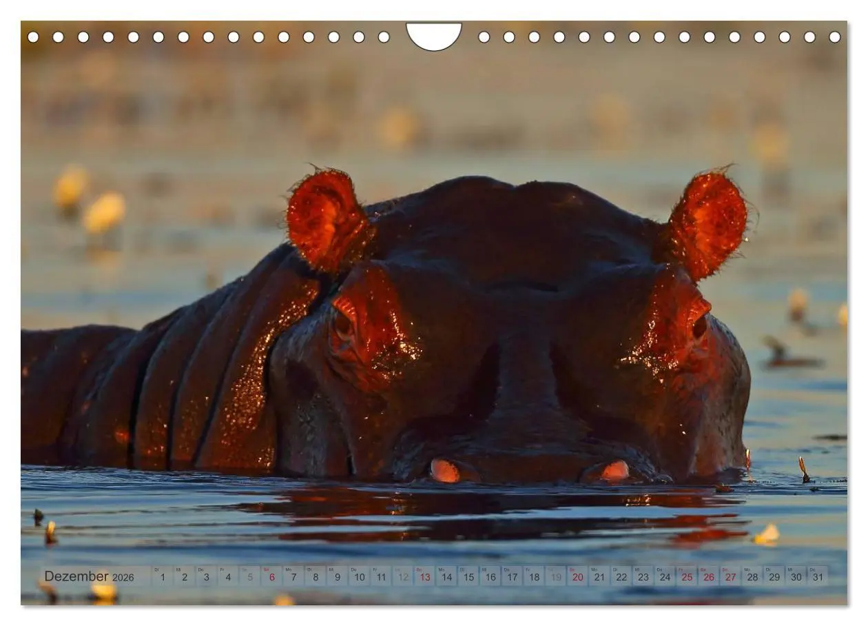 Bild: 9783516165425 | Flusspferde Magie des Augenblicks - Hippos in Afrika (Wandkalender...
