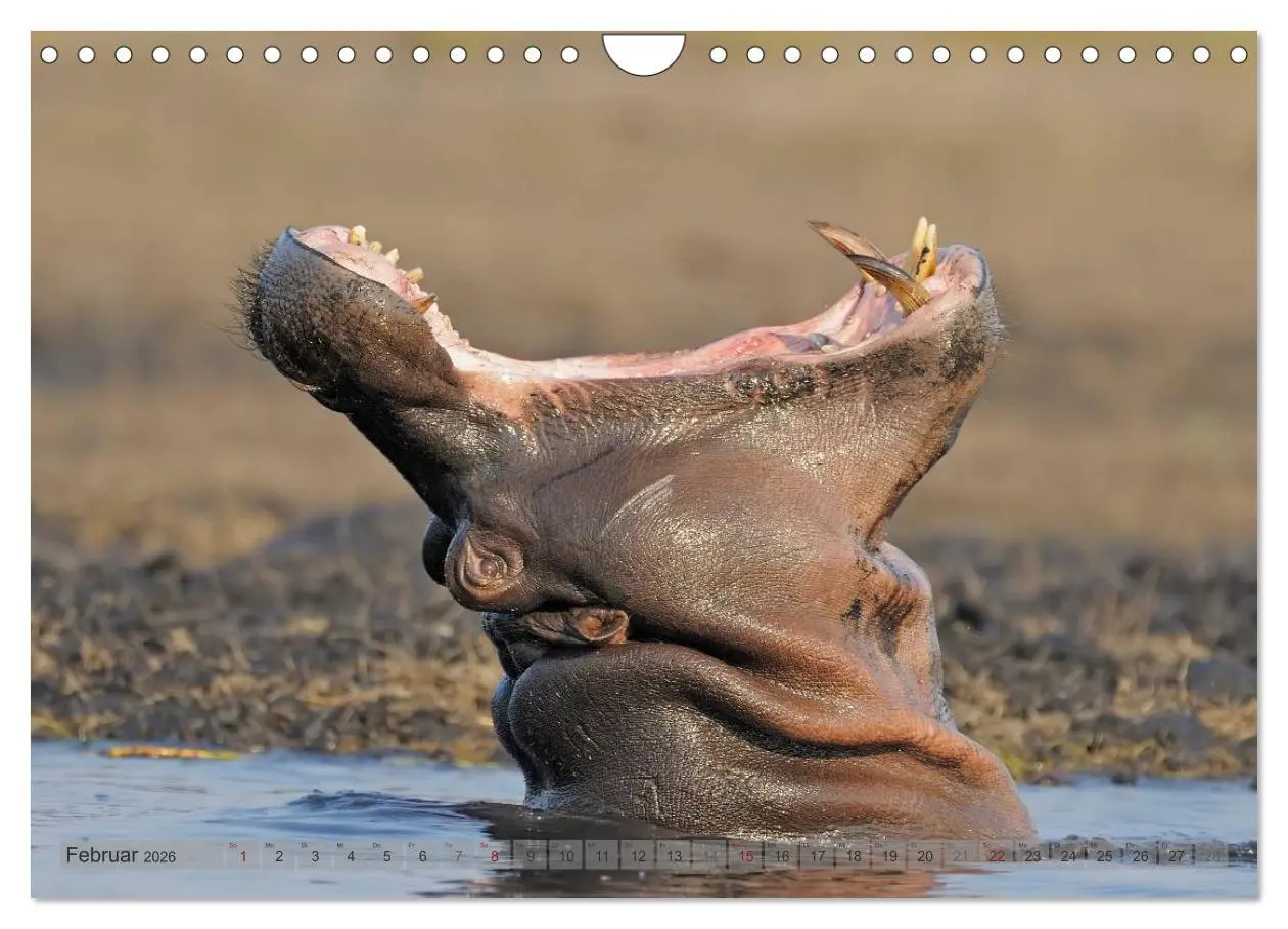 Bild: 9783516165425 | Flusspferde Magie des Augenblicks - Hippos in Afrika (Wandkalender...