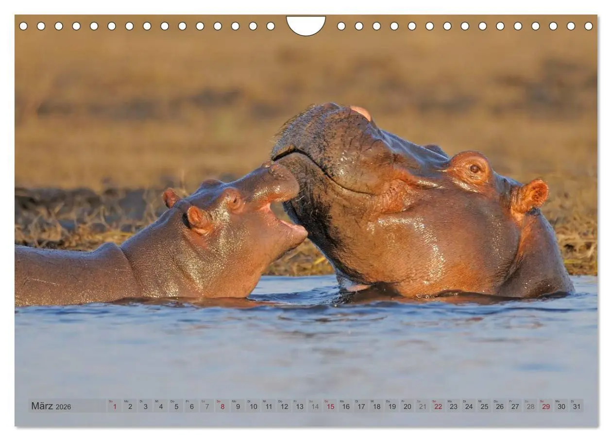 Bild: 9783516165425 | Flusspferde Magie des Augenblicks - Hippos in Afrika (Wandkalender...