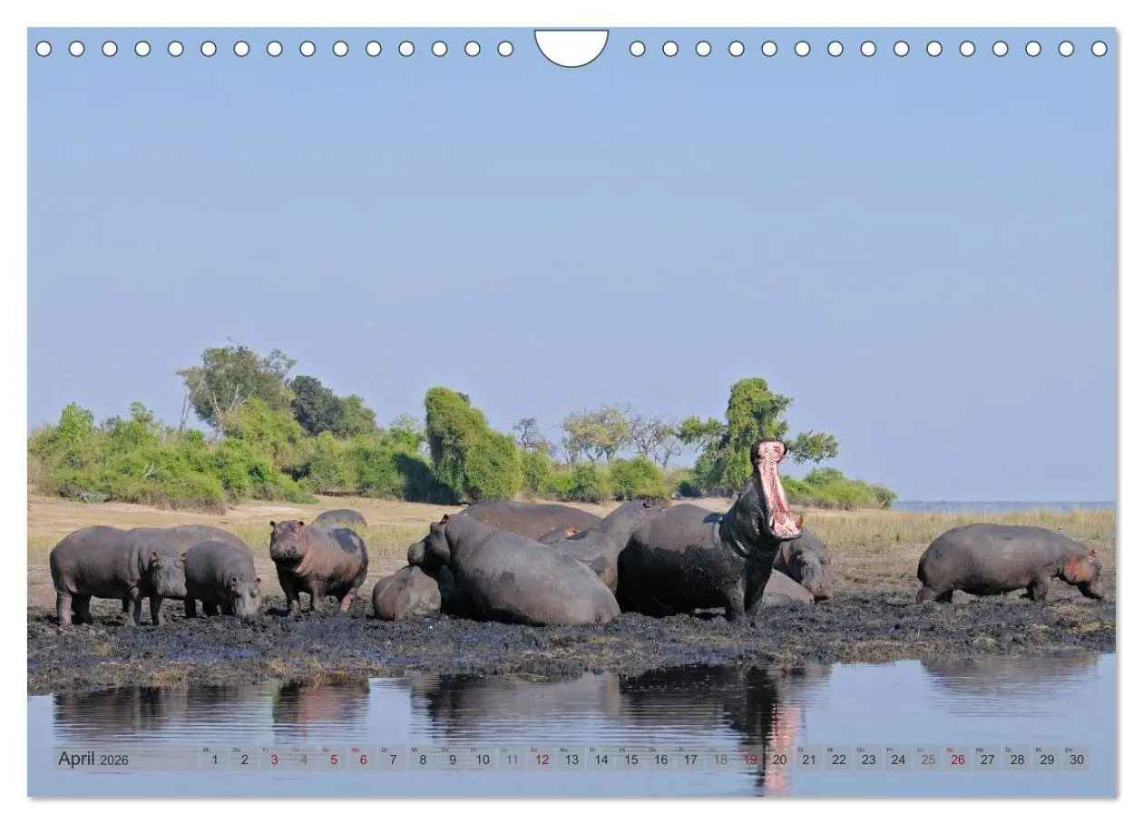 Bild: 9783516165425 | Flusspferde Magie des Augenblicks - Hippos in Afrika (Wandkalender...