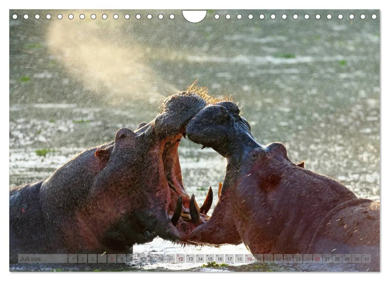 Bild: 9783516165425 | Flusspferde Magie des Augenblicks - Hippos in Afrika (Wandkalender...