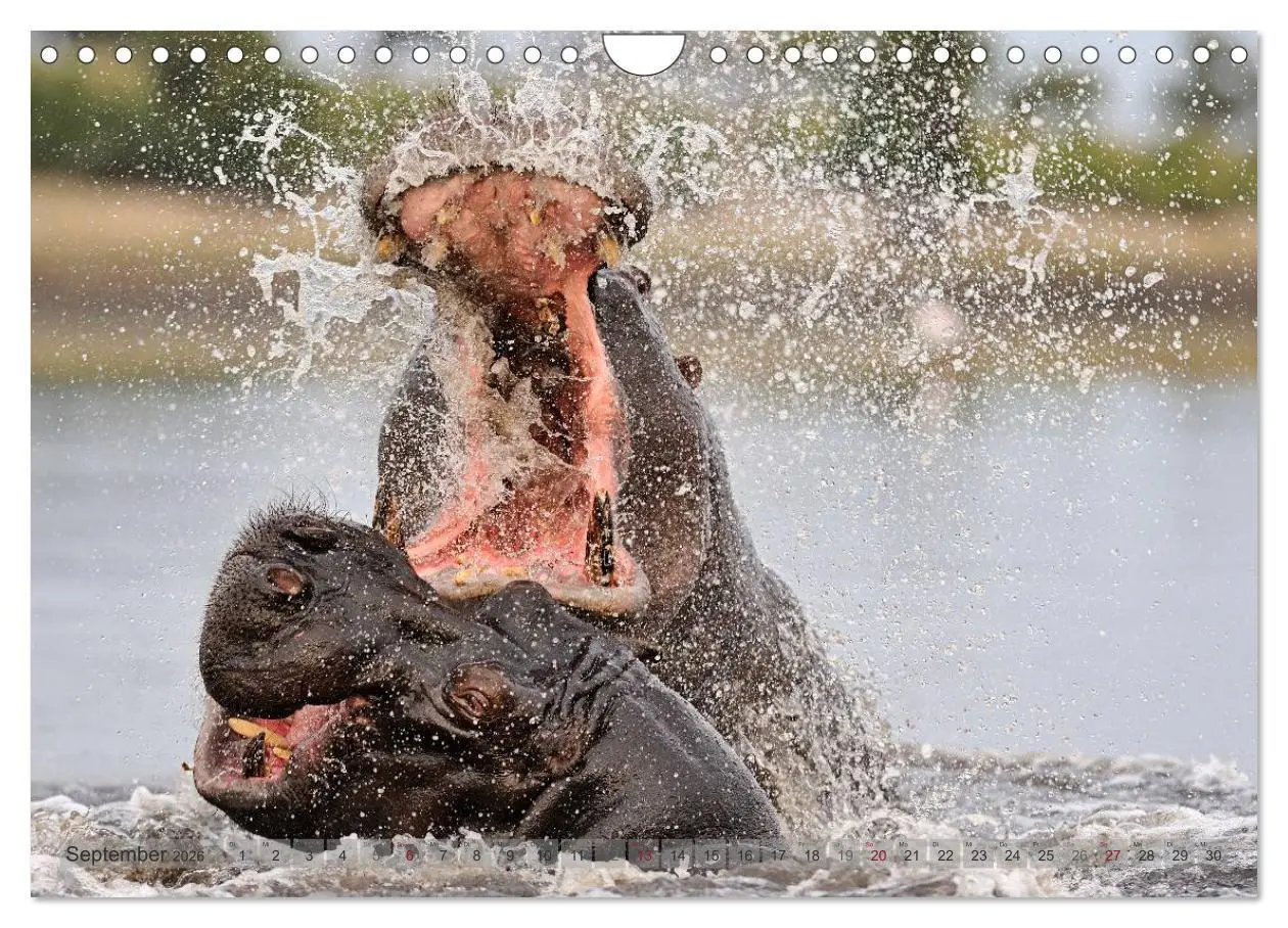 Bild: 9783516165425 | Flusspferde Magie des Augenblicks - Hippos in Afrika (Wandkalender...