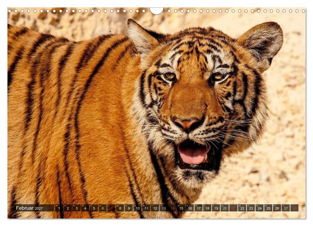 Bild: 9783594145425 | Raubkatzen. Wild, schön und kraftvoll (Wandkalender 2027 DIN A3...