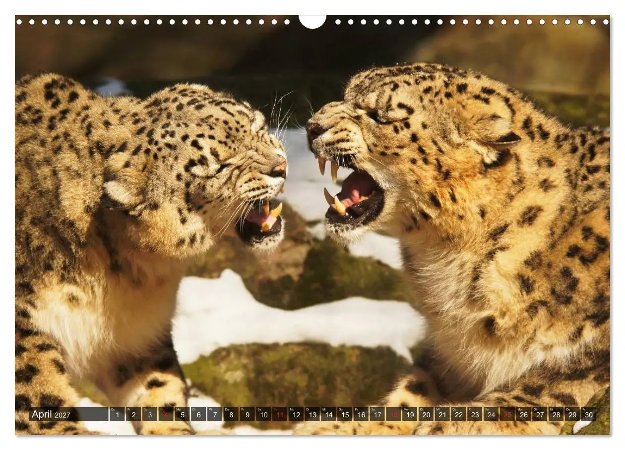 Bild: 9783594145425 | Raubkatzen. Wild, schön und kraftvoll (Wandkalender 2027 DIN A3...
