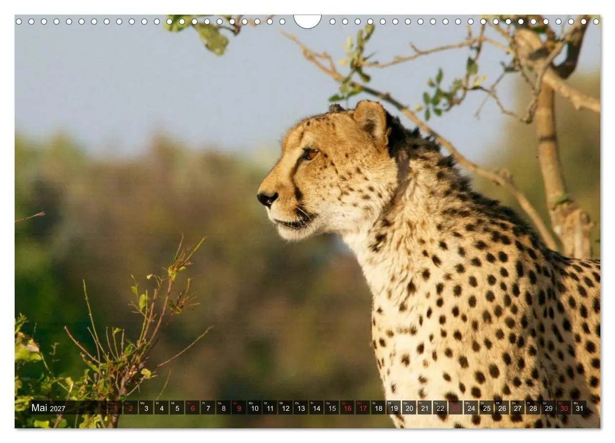 Bild: 9783594145425 | Raubkatzen. Wild, schön und kraftvoll (Wandkalender 2027 DIN A3...