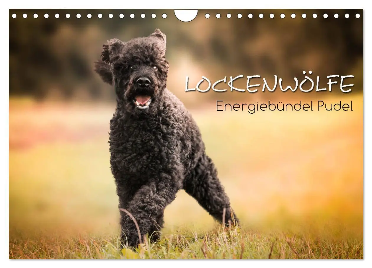 Cover: 9783457815625 | Lockenwölfe - Energiebündel Pudel (Wandkalender 2026 DIN A4 quer),...