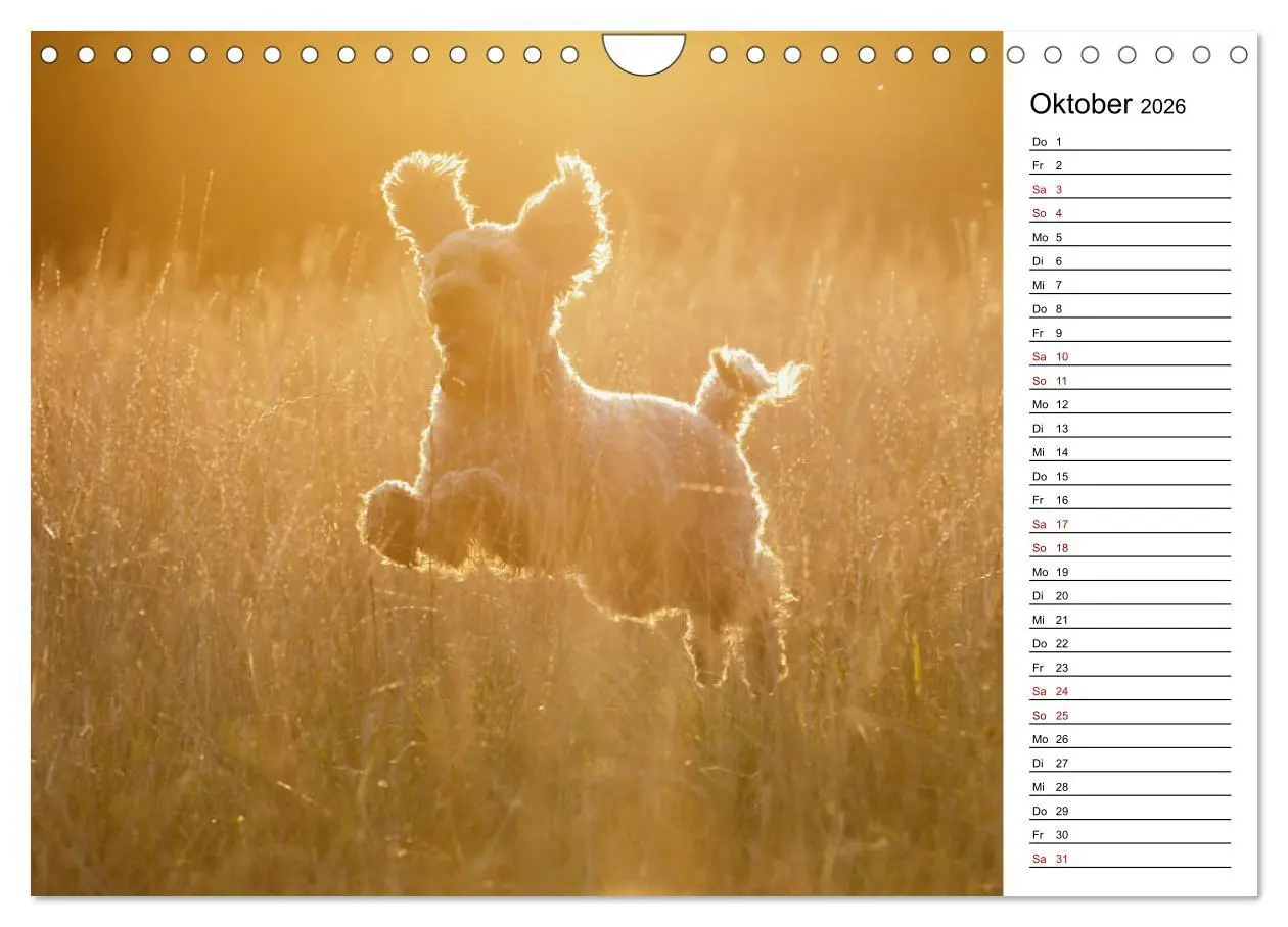 Bild: 9783457815625 | Lockenwölfe - Energiebündel Pudel (Wandkalender 2026 DIN A4 quer),...