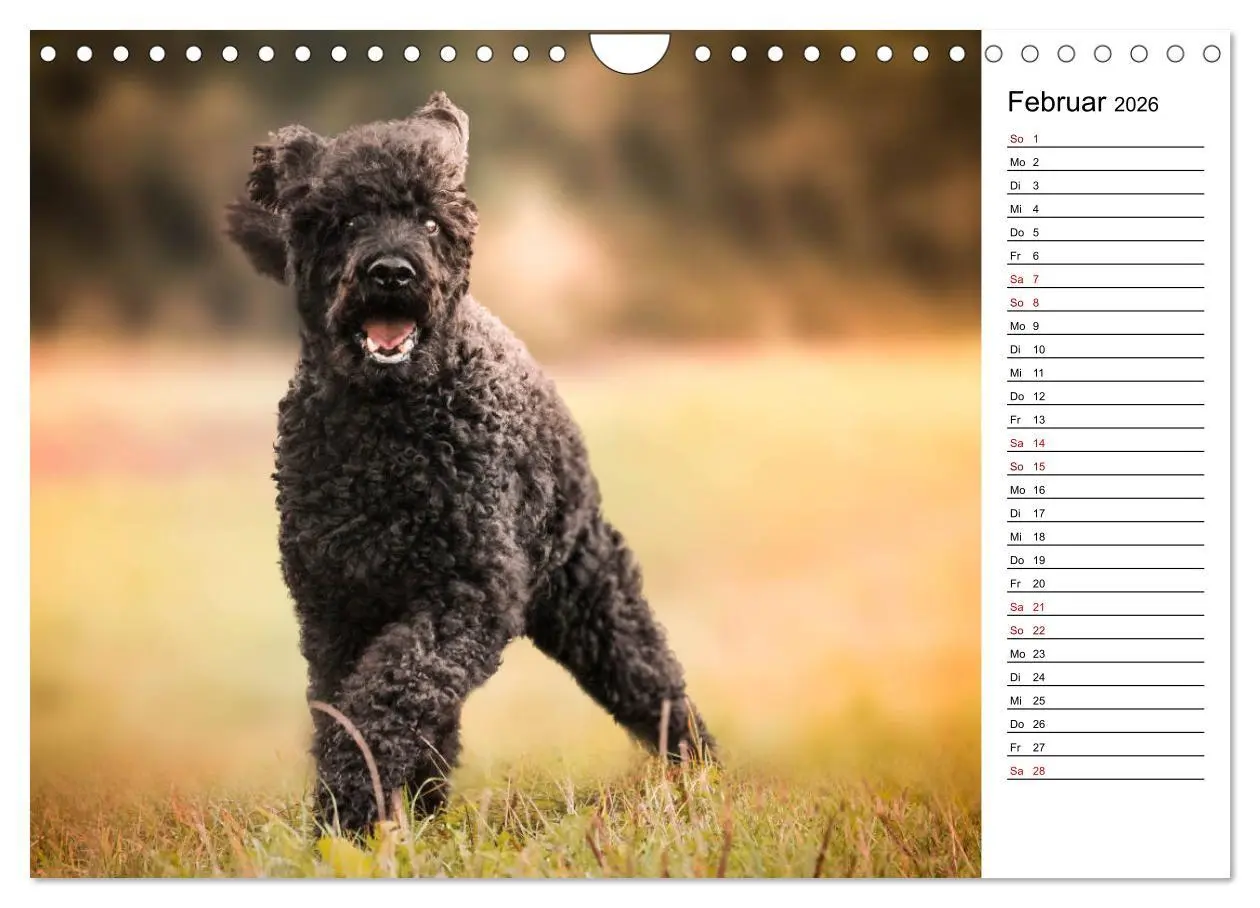 Bild: 9783457815625 | Lockenwölfe - Energiebündel Pudel (Wandkalender 2026 DIN A4 quer),...