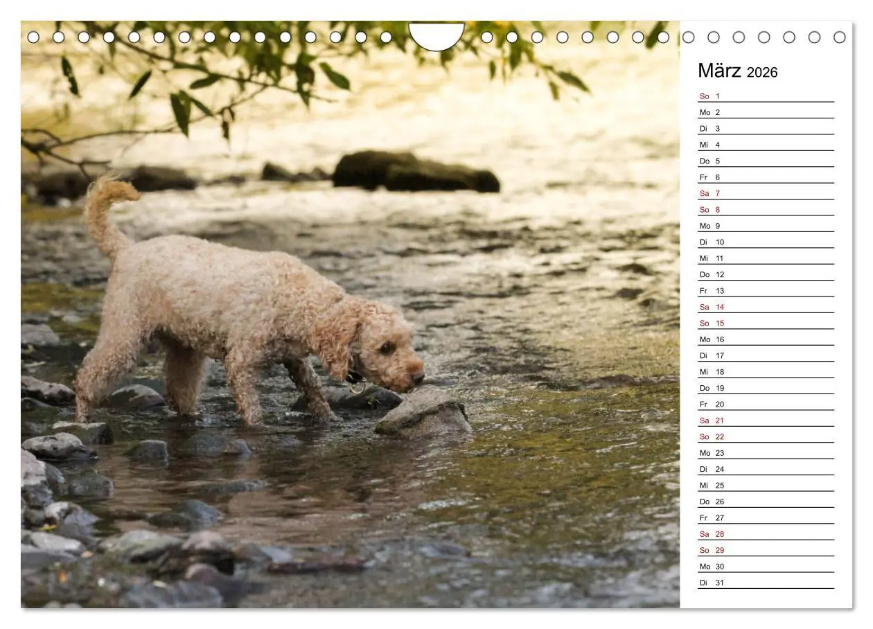 Bild: 9783457815625 | Lockenwölfe - Energiebündel Pudel (Wandkalender 2026 DIN A4 quer),...
