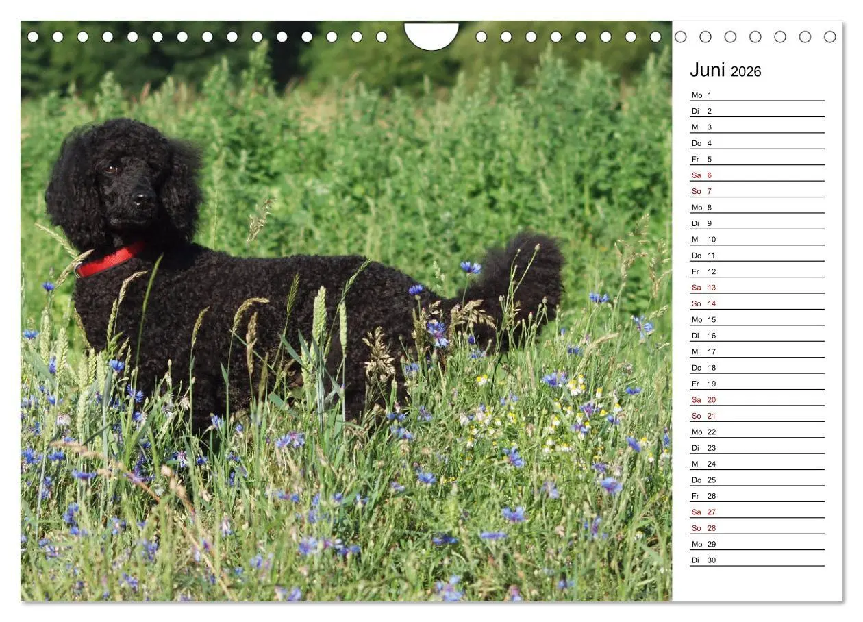 Bild: 9783457815625 | Lockenwölfe - Energiebündel Pudel (Wandkalender 2026 DIN A4 quer),...