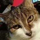 Autor: 9783347915725 | Die Waldhausmädels ,Tagebuchnotizen von Katze Lisbeth aus dem Leben...