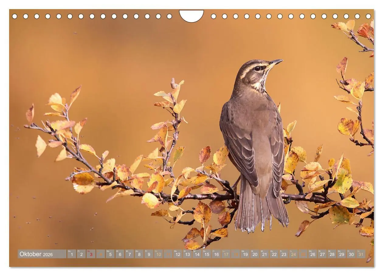 Bild: 9783457355725 | Island - Traumland am Rande der Arktis (Wandkalender 2026 DIN A4...