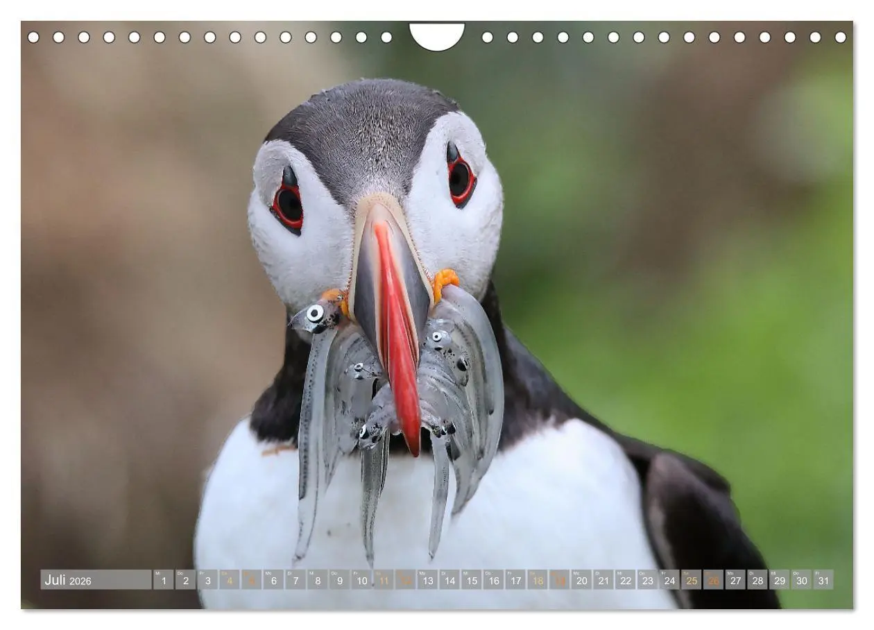 Bild: 9783457355725 | Island - Traumland am Rande der Arktis (Wandkalender 2026 DIN A4...