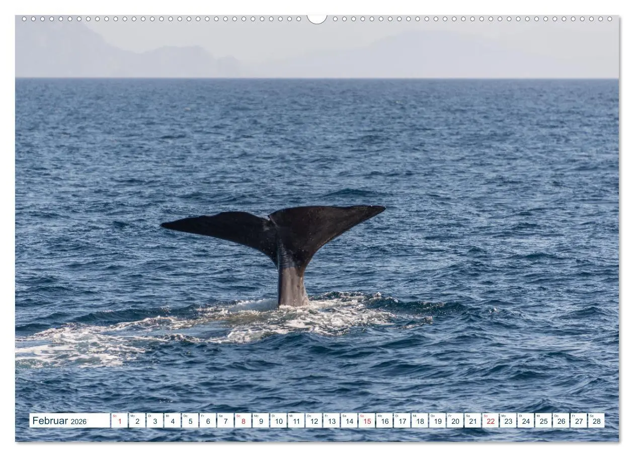 Bild: 9783457805725 | Lofoten Vesterålen (Wandkalender 2026 DIN A2 quer), CALVENDO...