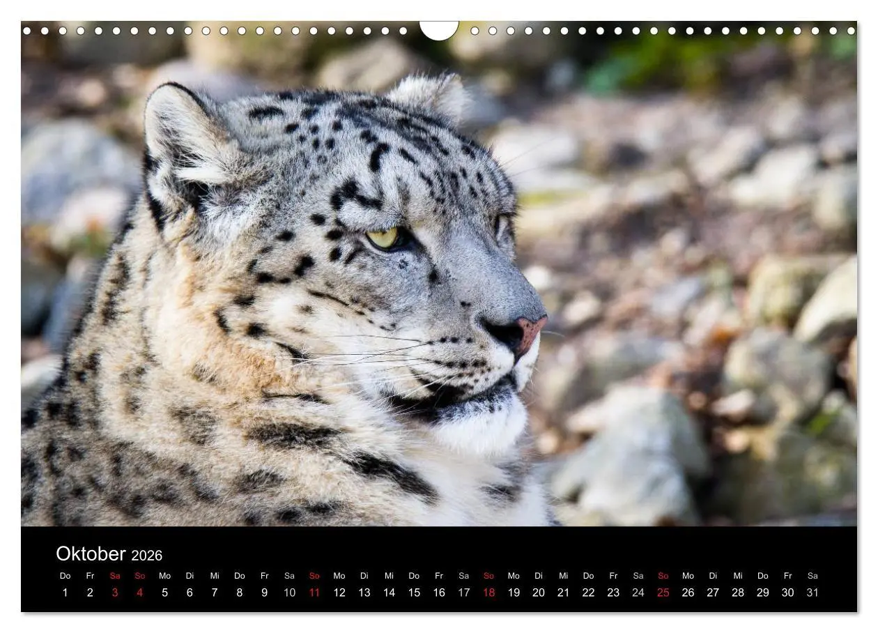 Bild: 9783516055825 | Schneeleoparden (Wandkalender 2026 DIN A3 quer), CALVENDO...