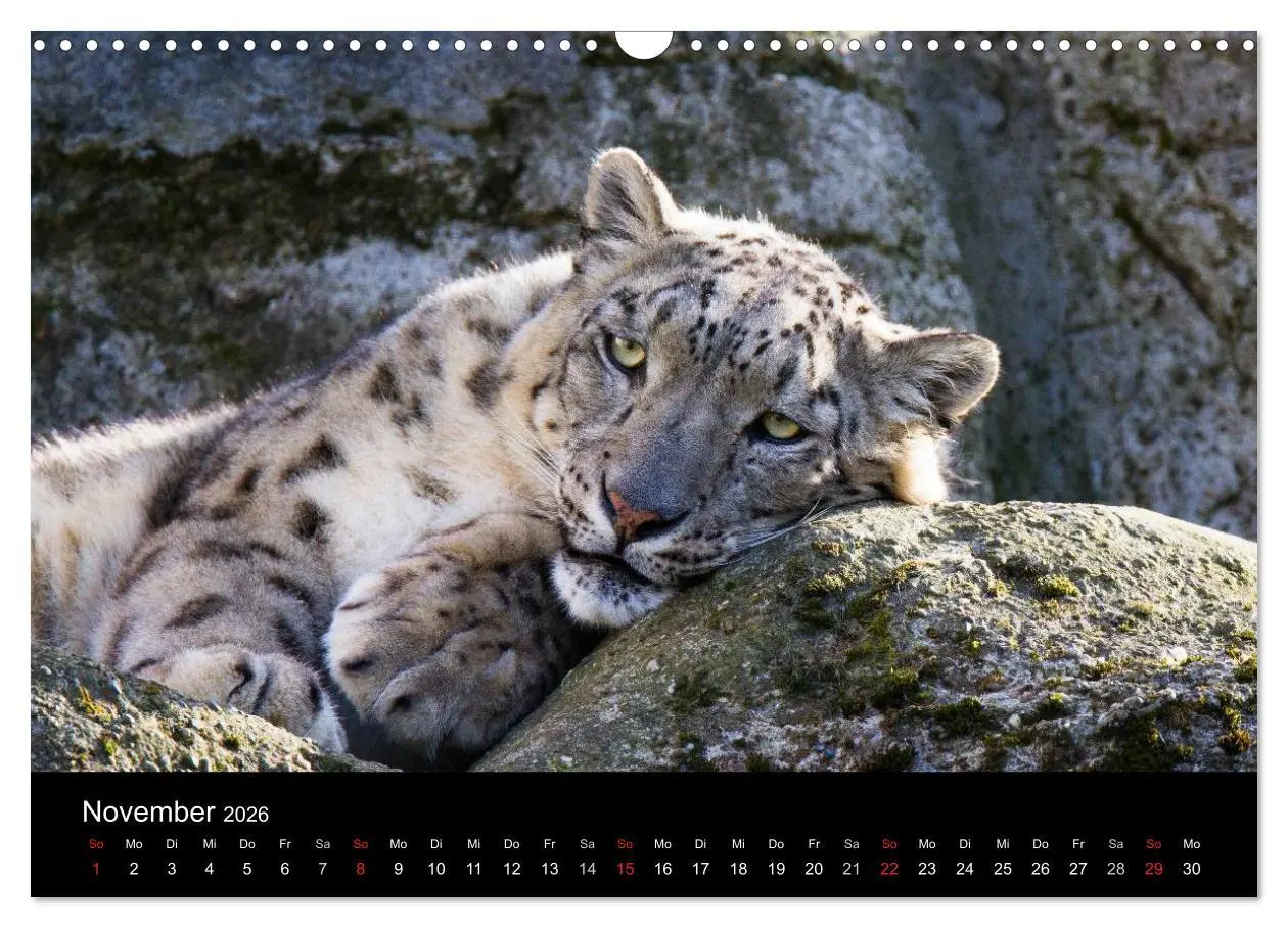 Bild: 9783516055825 | Schneeleoparden (Wandkalender 2026 DIN A3 quer), CALVENDO...