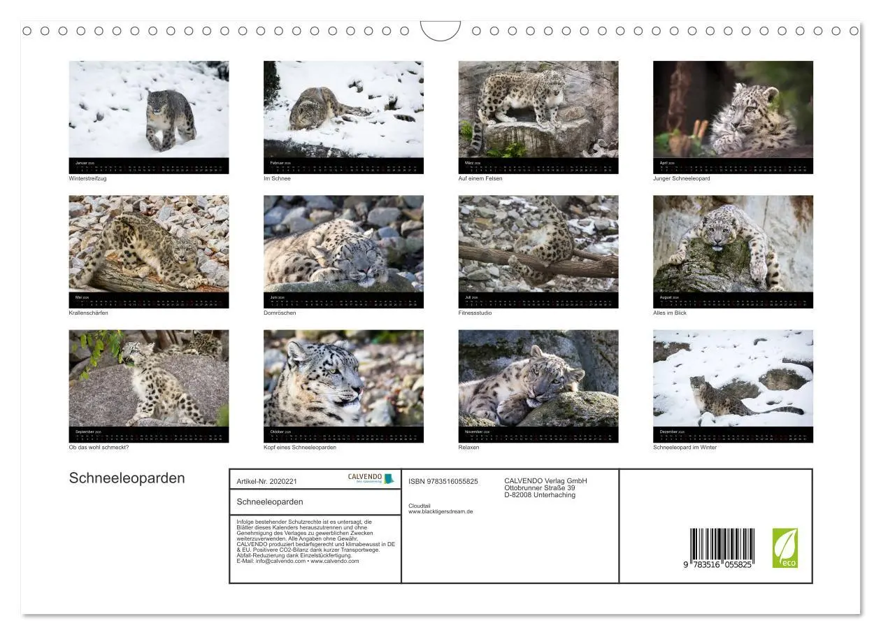 Bild: 9783516055825 | Schneeleoparden (Wandkalender 2026 DIN A3 quer), CALVENDO...