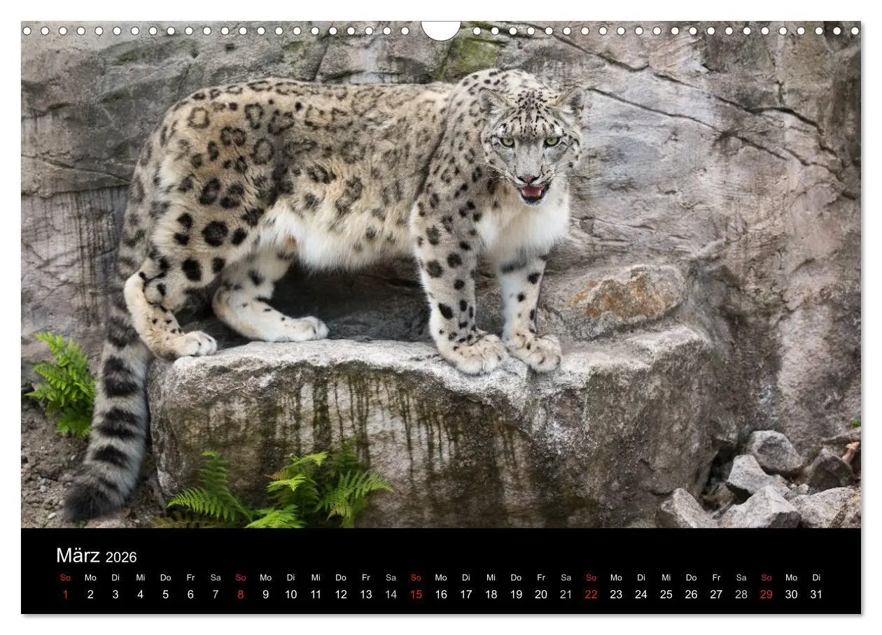 Bild: 9783516055825 | Schneeleoparden (Wandkalender 2026 DIN A3 quer), CALVENDO...