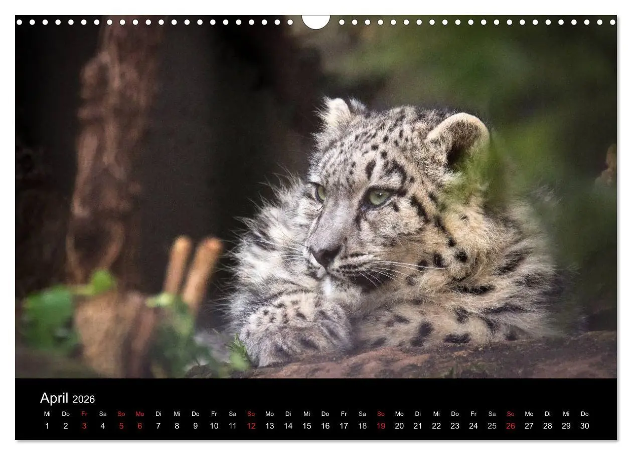 Bild: 9783516055825 | Schneeleoparden (Wandkalender 2026 DIN A3 quer), CALVENDO...