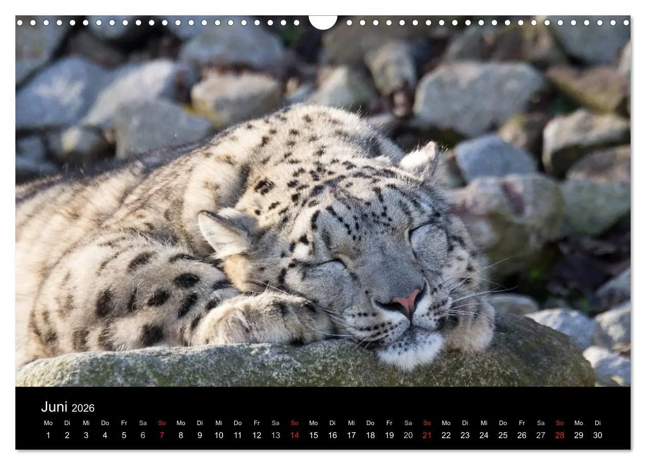 Bild: 9783516055825 | Schneeleoparden (Wandkalender 2026 DIN A3 quer), CALVENDO...
