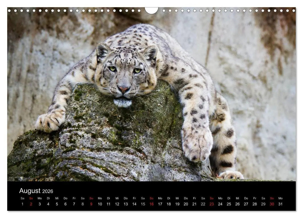 Bild: 9783516055825 | Schneeleoparden (Wandkalender 2026 DIN A3 quer), CALVENDO...