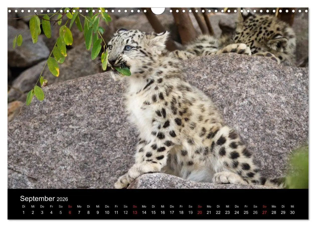 Bild: 9783516055825 | Schneeleoparden (Wandkalender 2026 DIN A3 quer), CALVENDO...